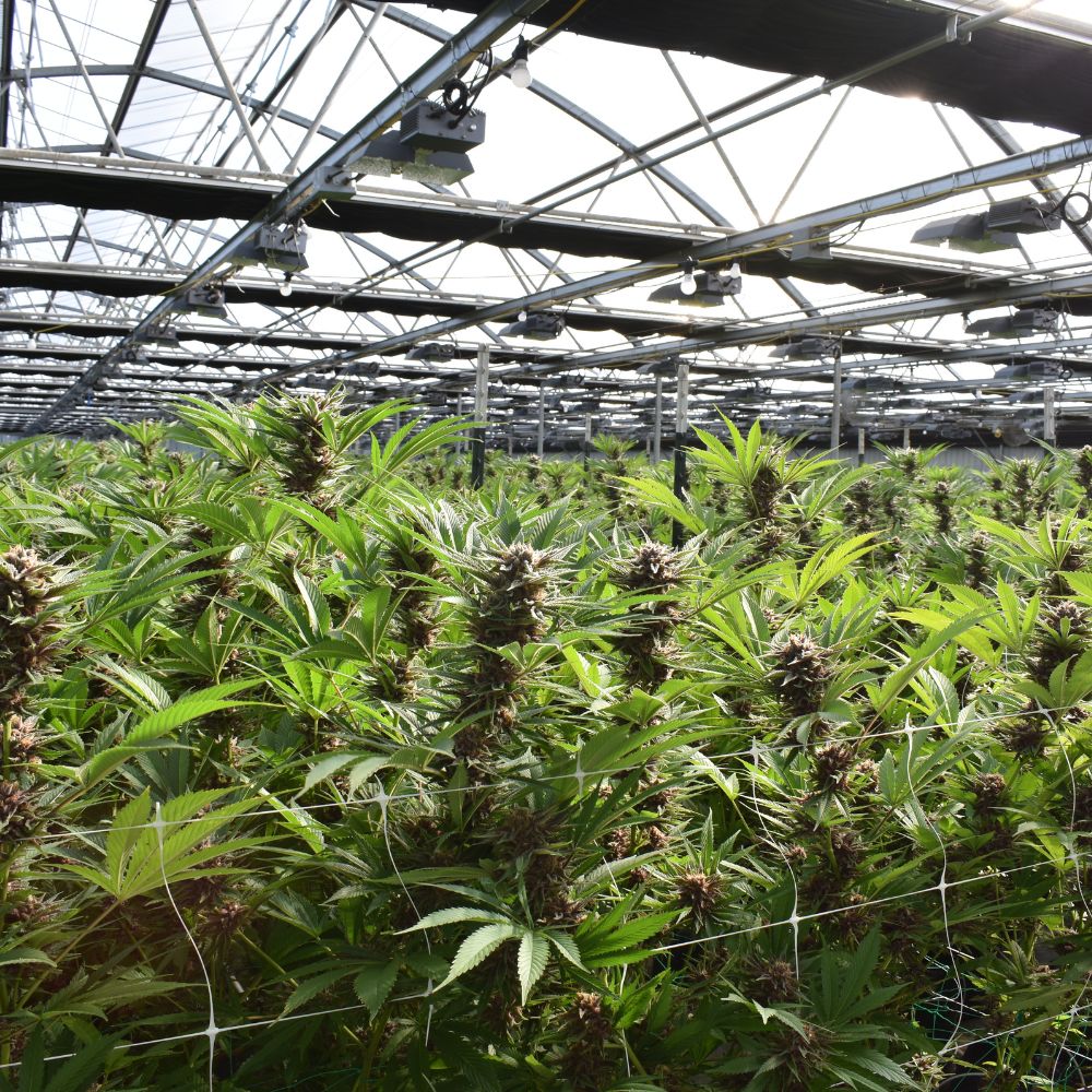 fournisseur cbd Français pas cher