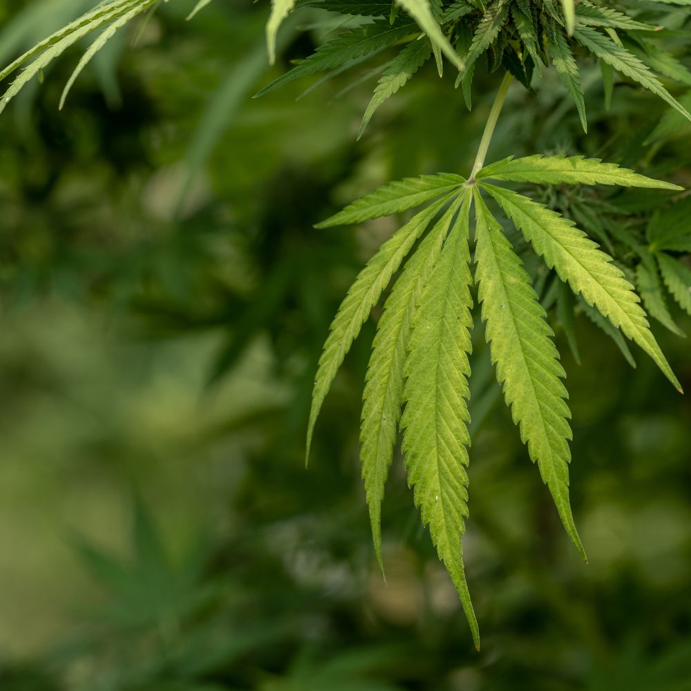 plante cannabis pour hash static frozen