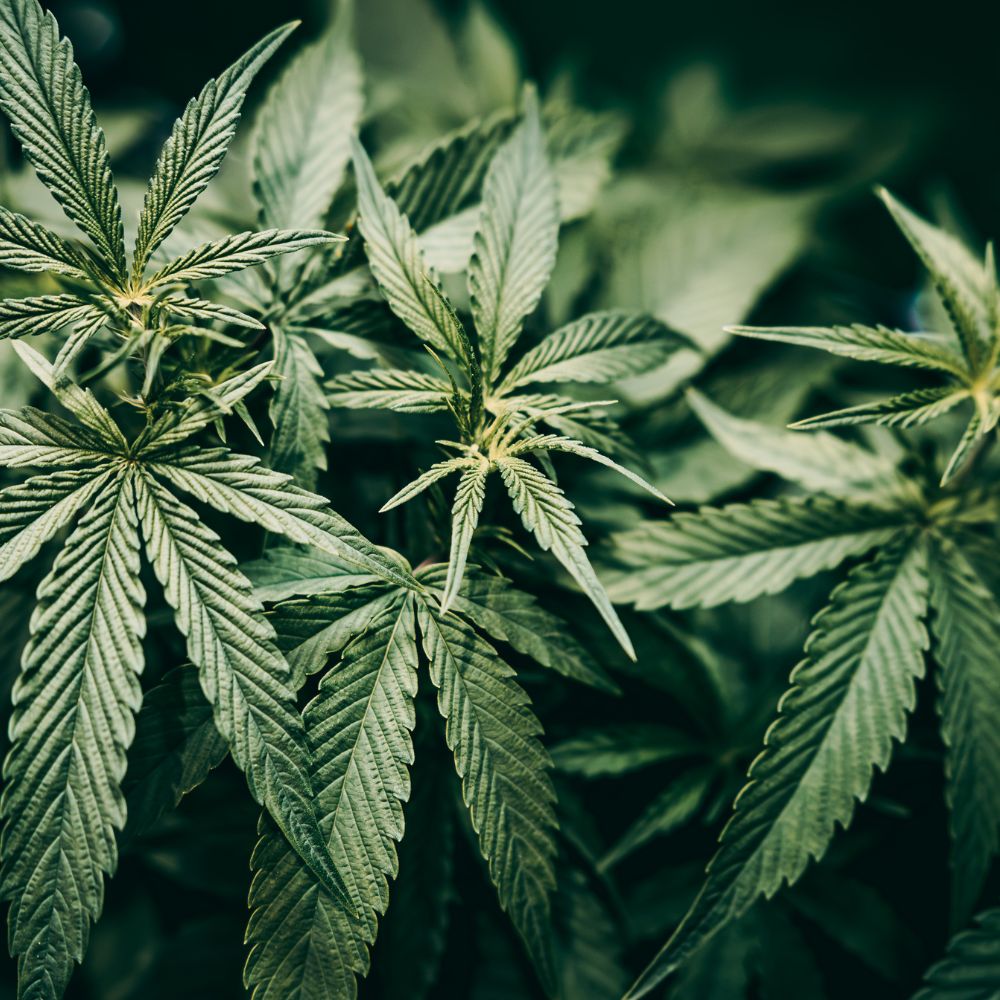 résine cbd discount