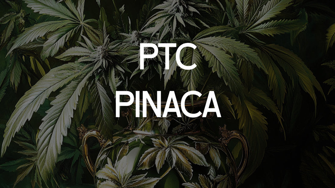 Le Danger des cannabinoïdes synthétiques PTC et Pinaca 