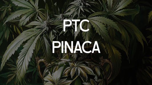 Le Danger des cannabinoïdes synthétiques PTC et Pinaca 