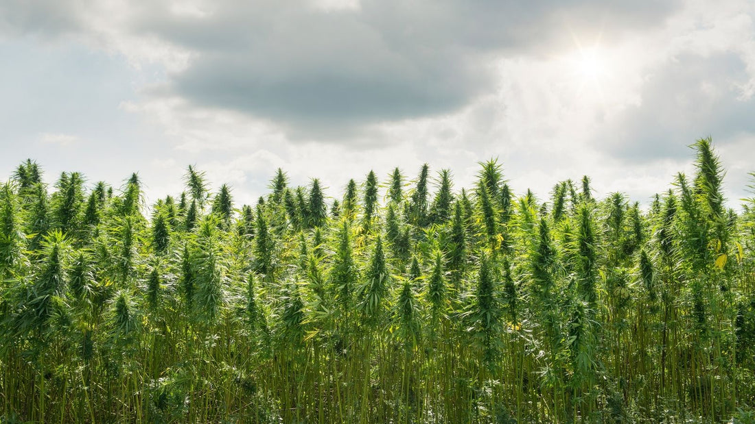 Pourquoi le CBD est-il cher 