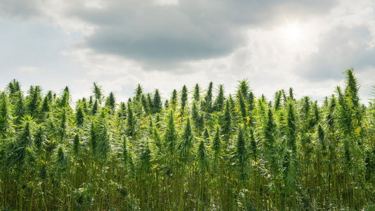Pourquoi le CBD est-il cher 