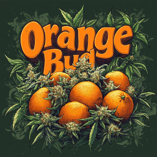 ORANGE-BUD-CBD---1eurolegramme-1-euro-le-gramme-Fleurs-de-cannabis-CBD-pas-chere