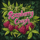 CBD pas cher  - Raspberry Cough CBD Raspberry-Cough---Raspberry-Weed---Fleurs-de-cannabis-CBD-pas-chere---1-euro-le-gramme-CBD---CBD-BUBBLEGUM-02 1€/g 