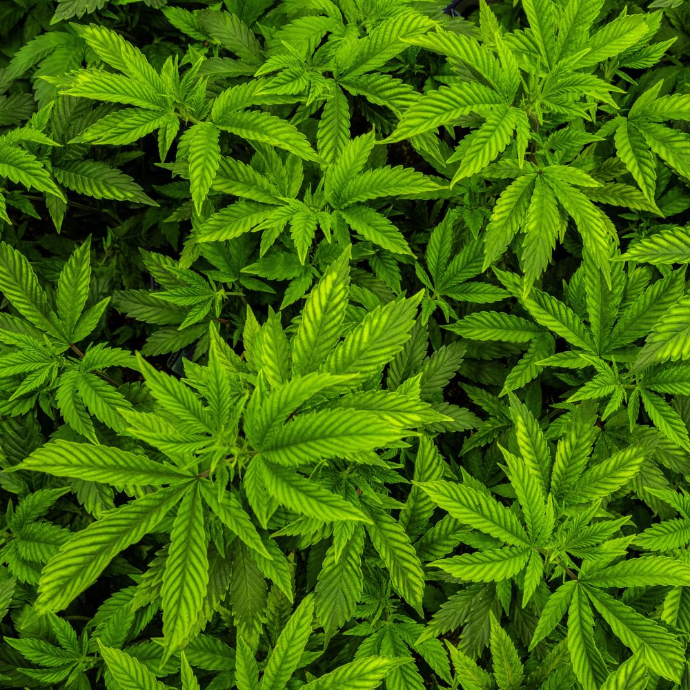 cbd cali discount