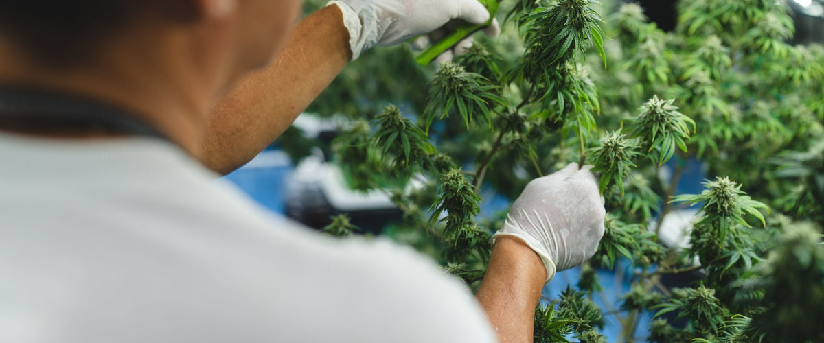 fournisseur cannabis Français pas cher