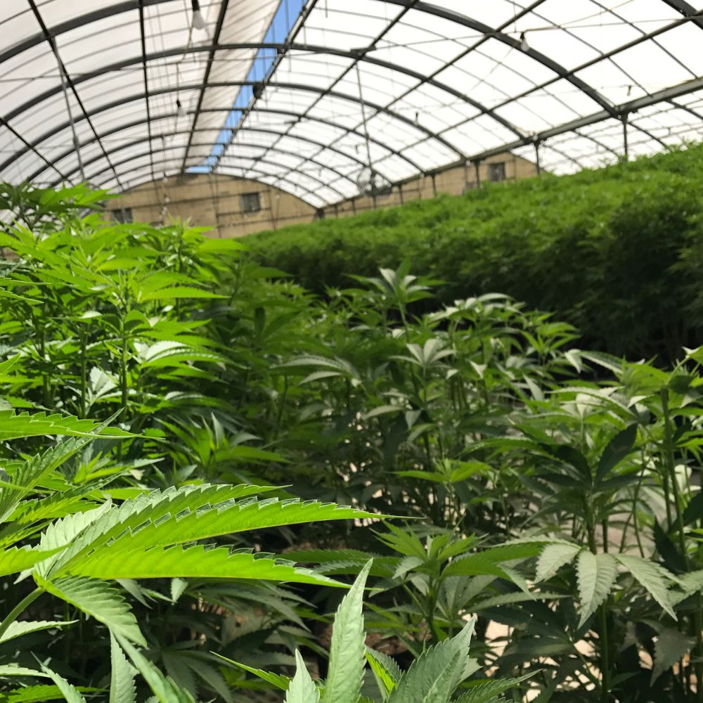 sourcing cannabis Français premium