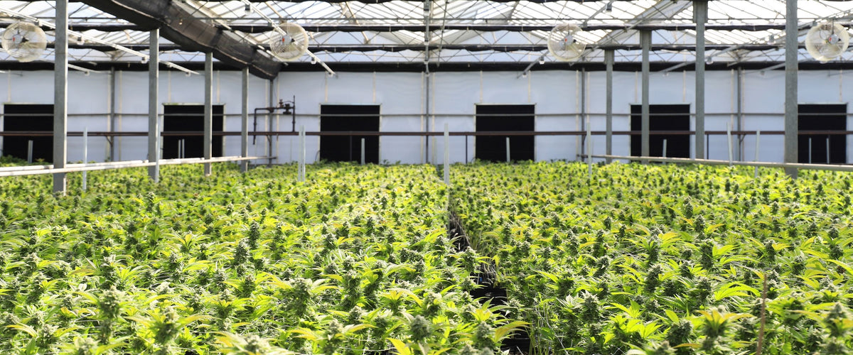 plantation cannabis Français premium