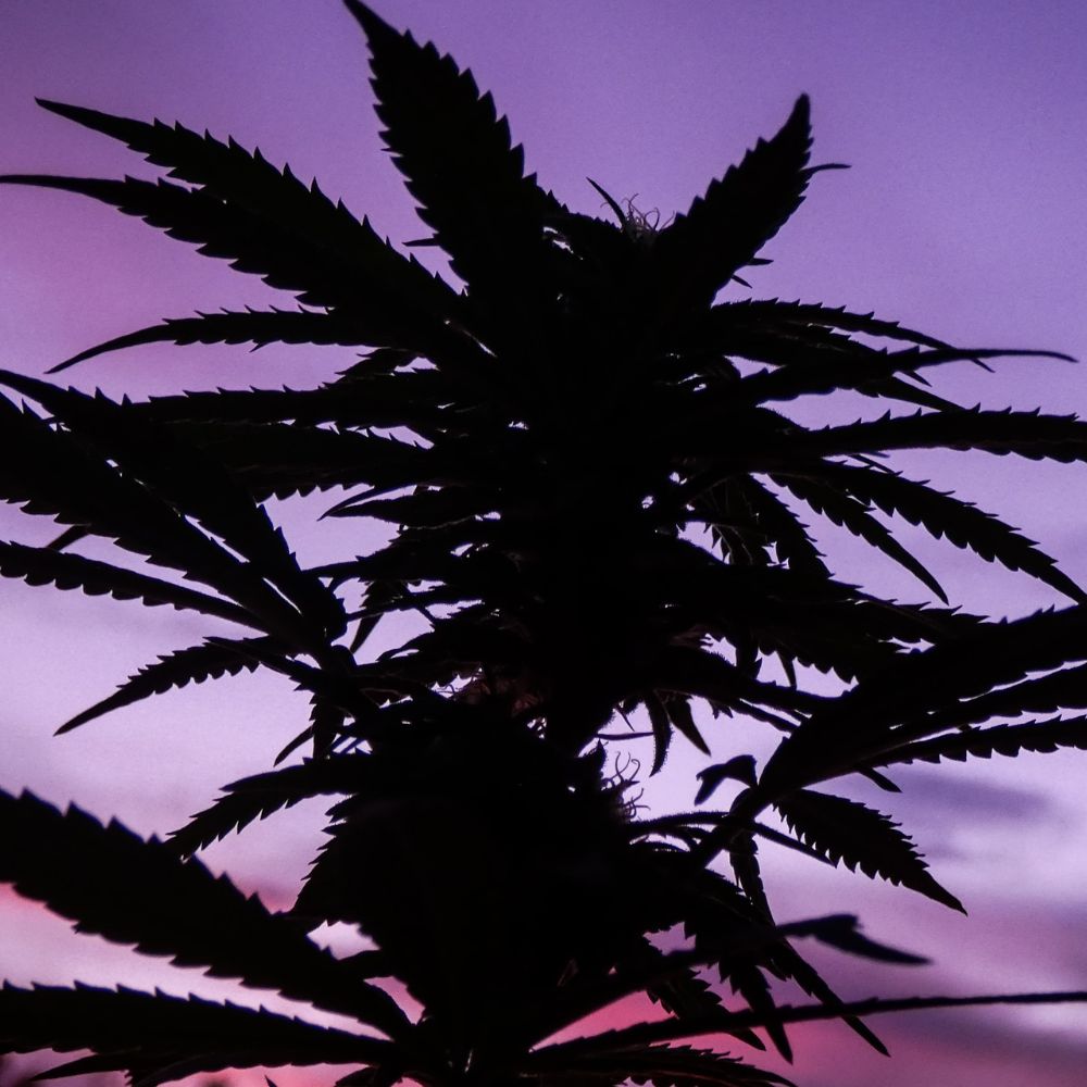 cannabis pas cher CBN